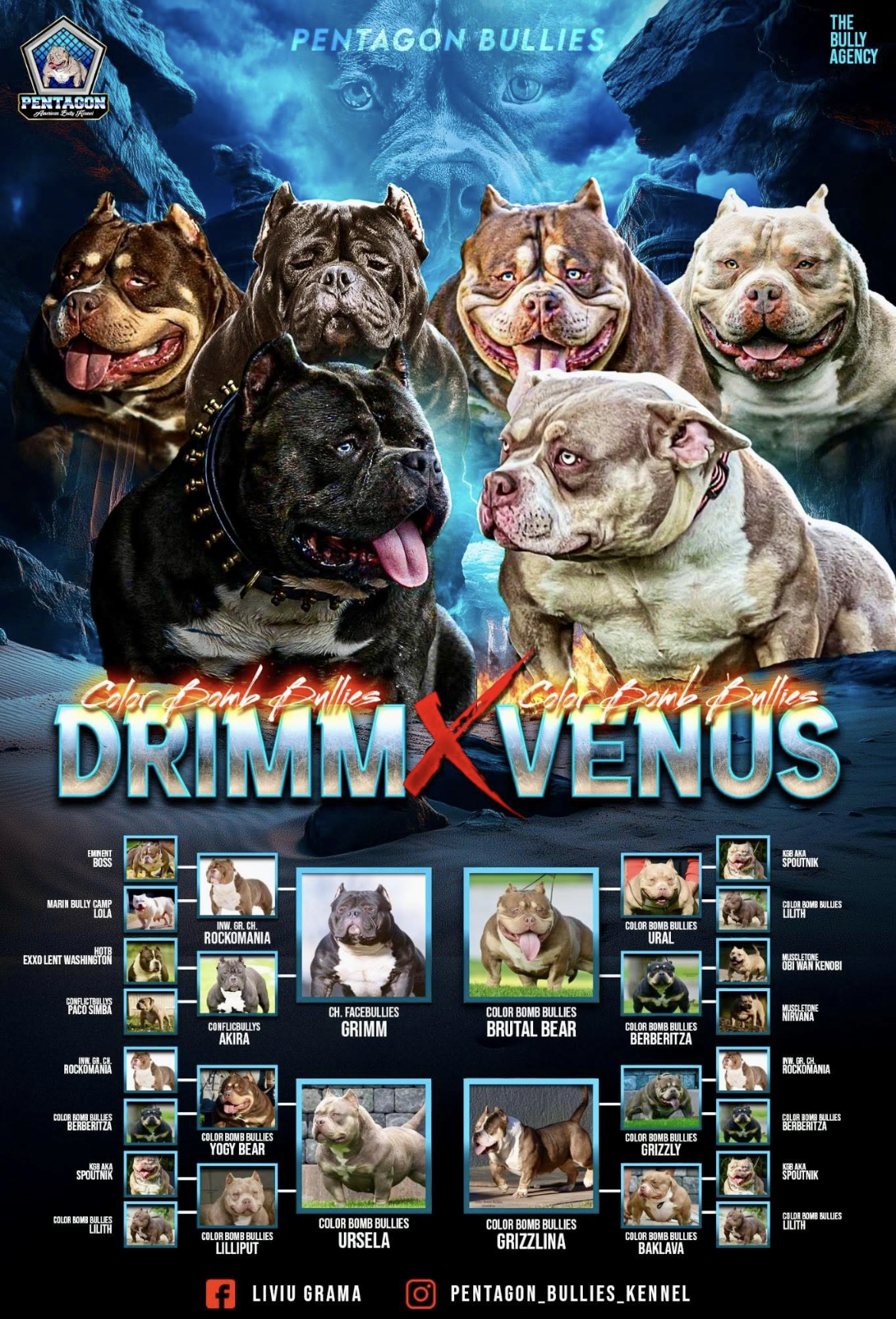 PENTAGON BULLIES SUNNY — Night Drakula Kennel